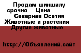 Продам шиншилу срочно  › Цена ­ 5 000 - Северная Осетия Животные и растения » Другие животные   